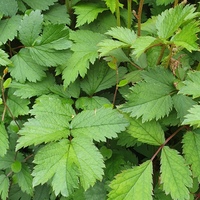 Astilbe chinensis pumila